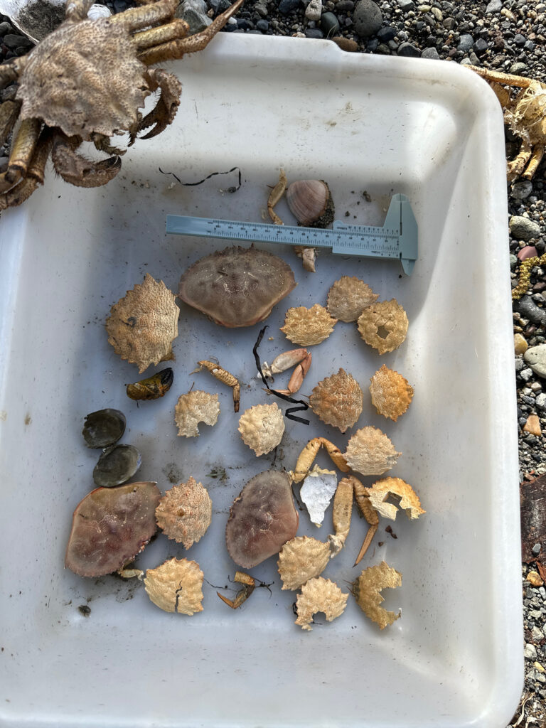 a tray of dried leaves (MyCoast AI)