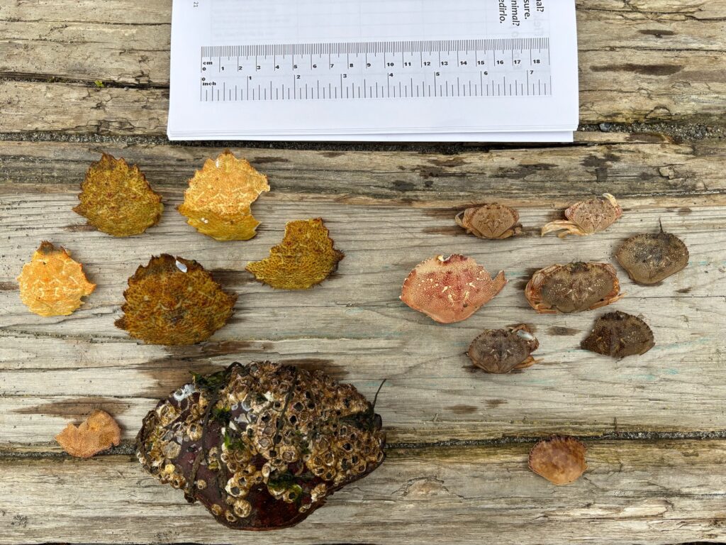 a group of rocks on a wooden surface (MyCoast AI)