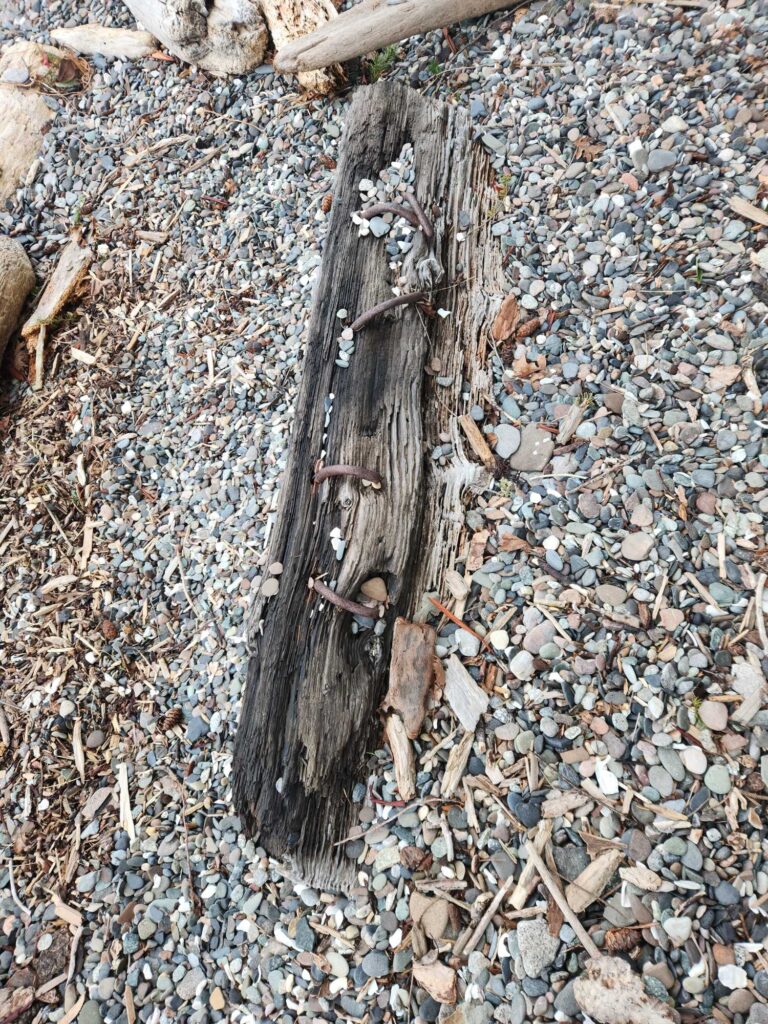 a piece of wood on the ground (MyCoast AI)