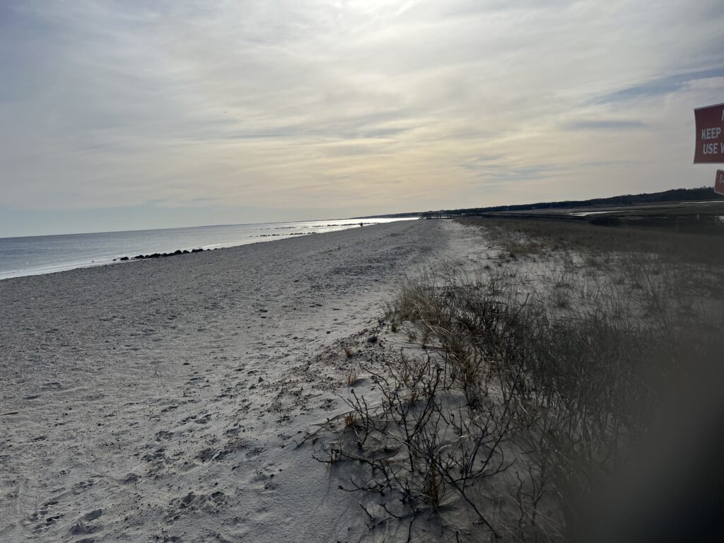 a beach with a bush (MyCoast AI)