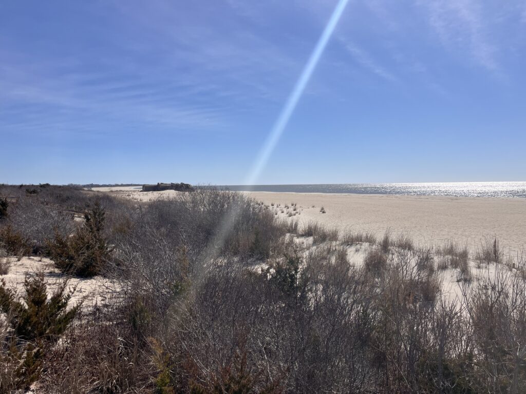 a field of dry grass (MyCoast AI)