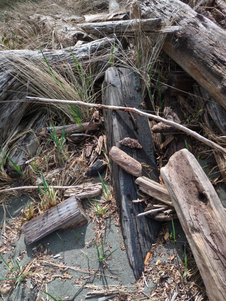 a group of logs in a creek (MyCoast AI)