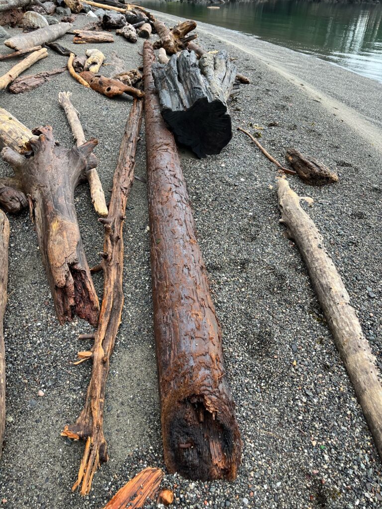 a group of logs on the ground (MyCoast AI)