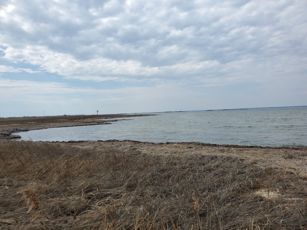 a beach with grass and water (MyCoast AI)