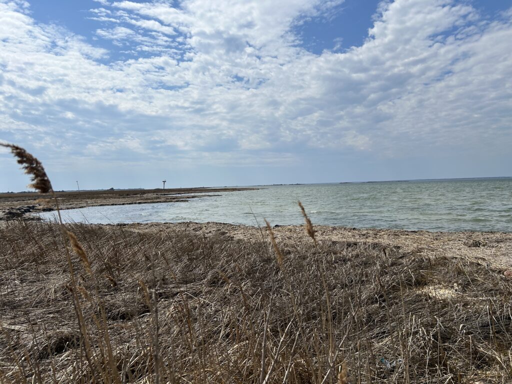a beach with tall grass and a body of water in the background (MyCoast AI)