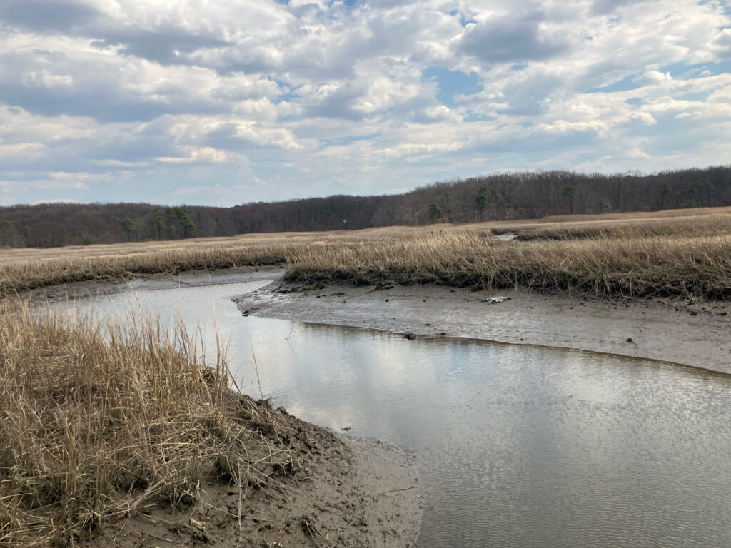 a river with a marsh and trees (MyCoast AI)