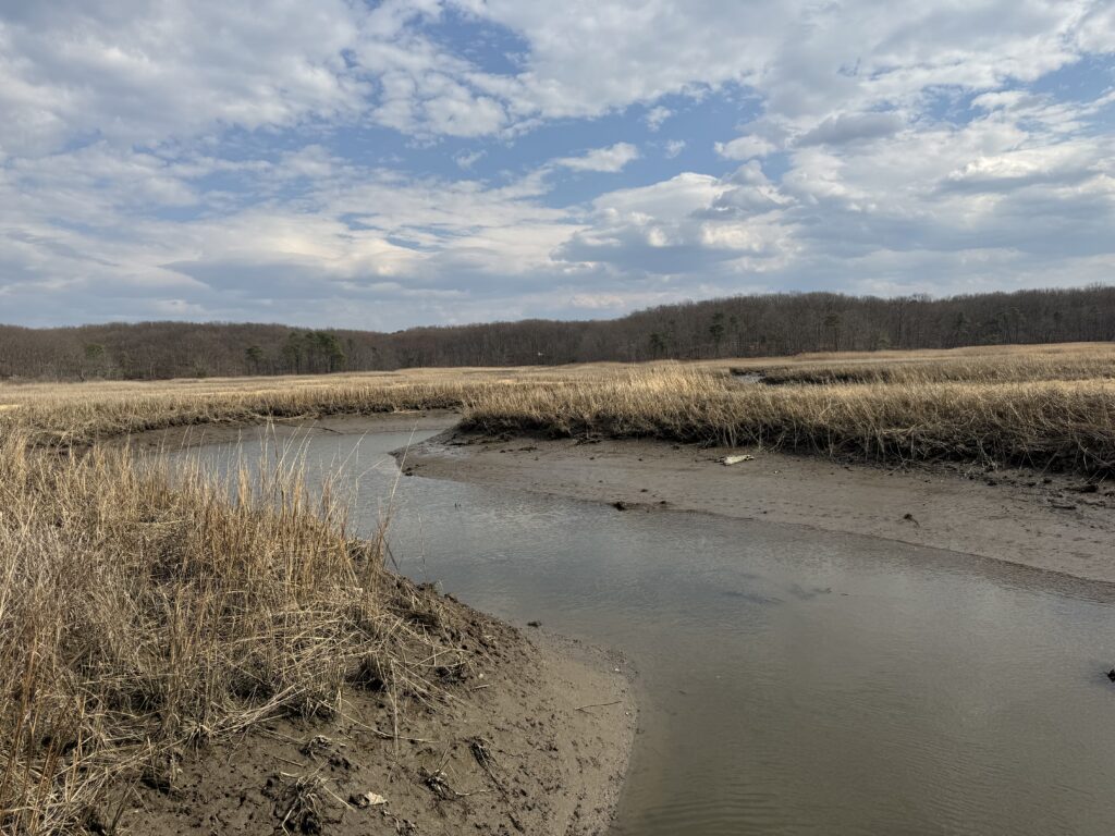 a river with grass and trees (MyCoast AI)