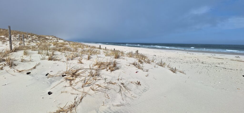 a beach with sand and plants (MyCoast AI)