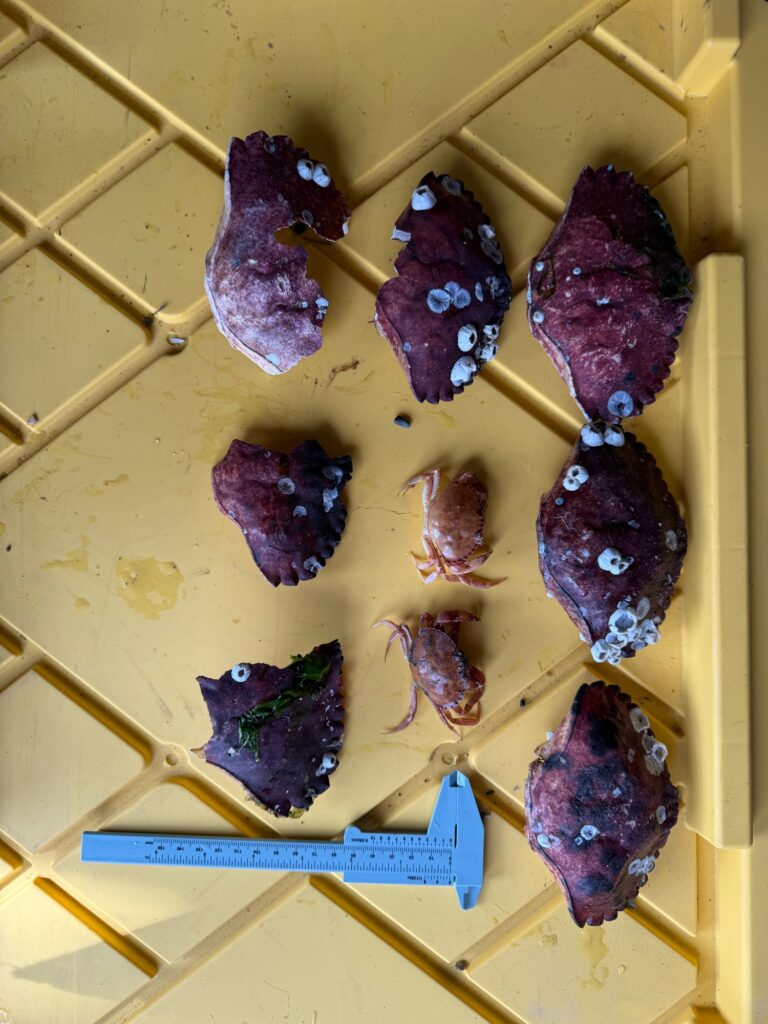 a group of purple crystals on a wooden surface (MyCoast AI)
