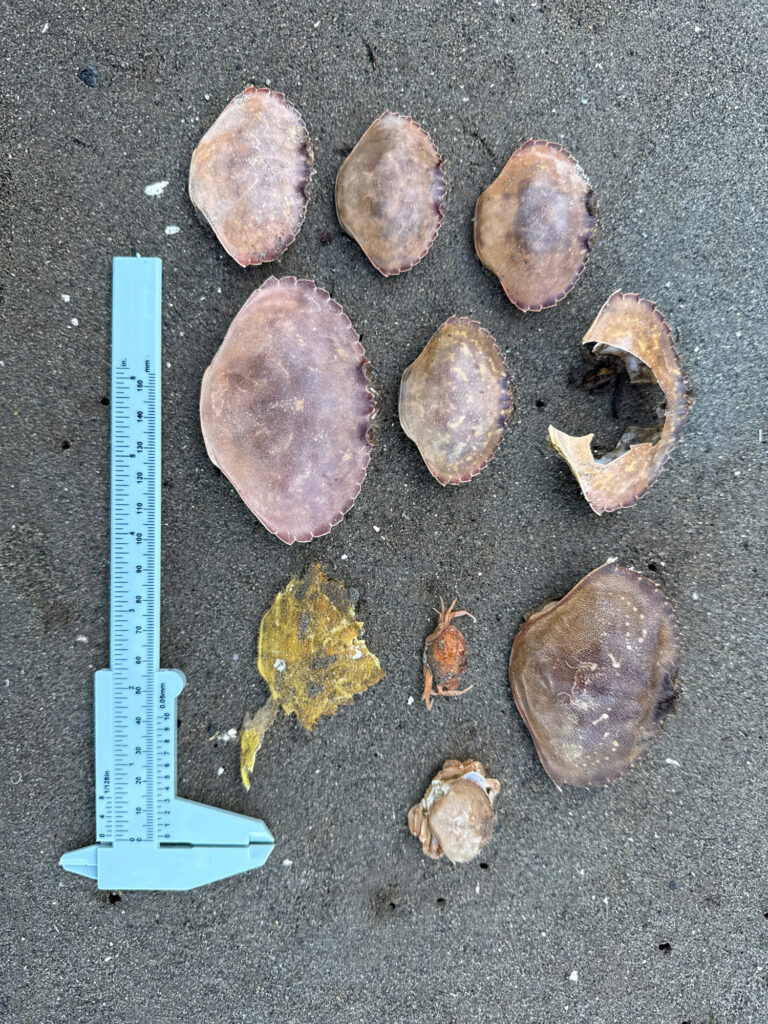 a group of rocks on a surface (MyCoast AI)