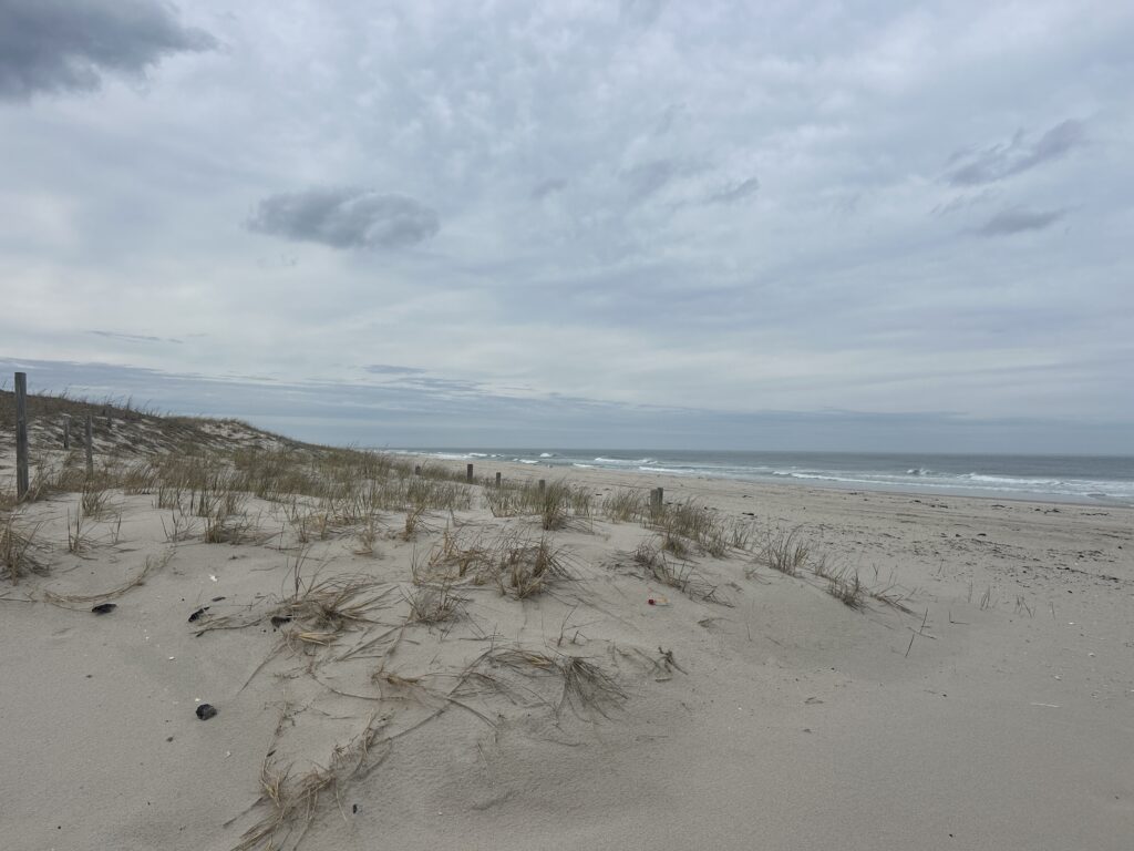 a sandy beach with plants and water (MyCoast AI)