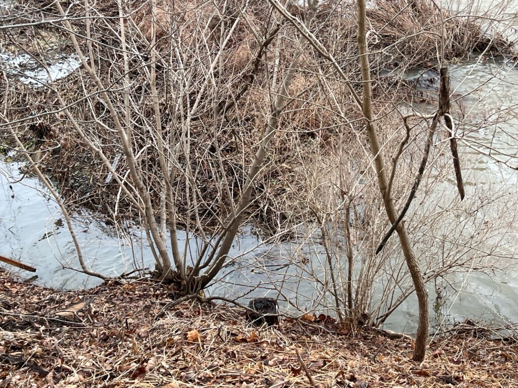 a river with bare trees (MyCoast AI)