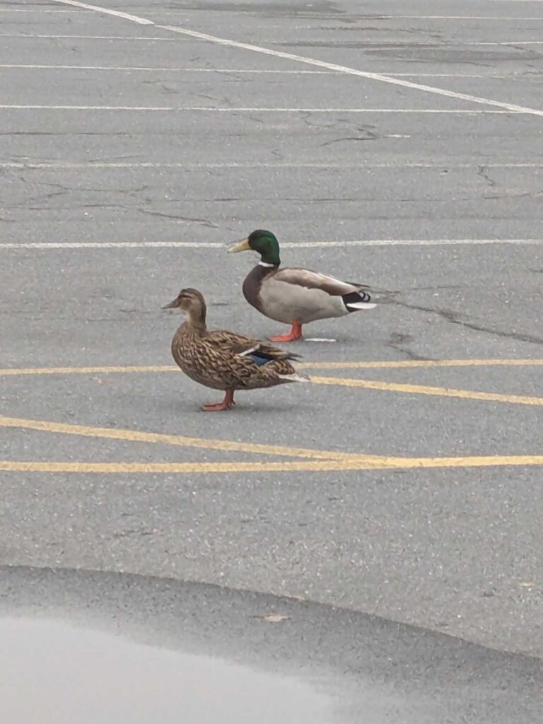 two ducks walking on a street (MyCoast AI)