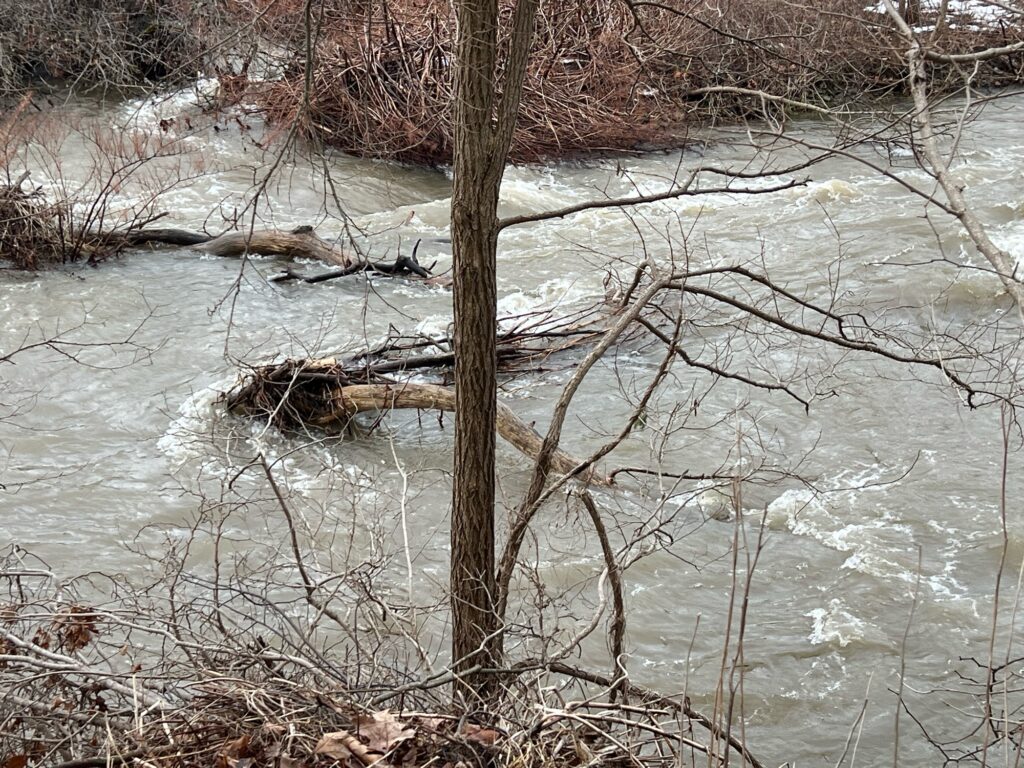 a river with trees and snow (MyCoast AI)