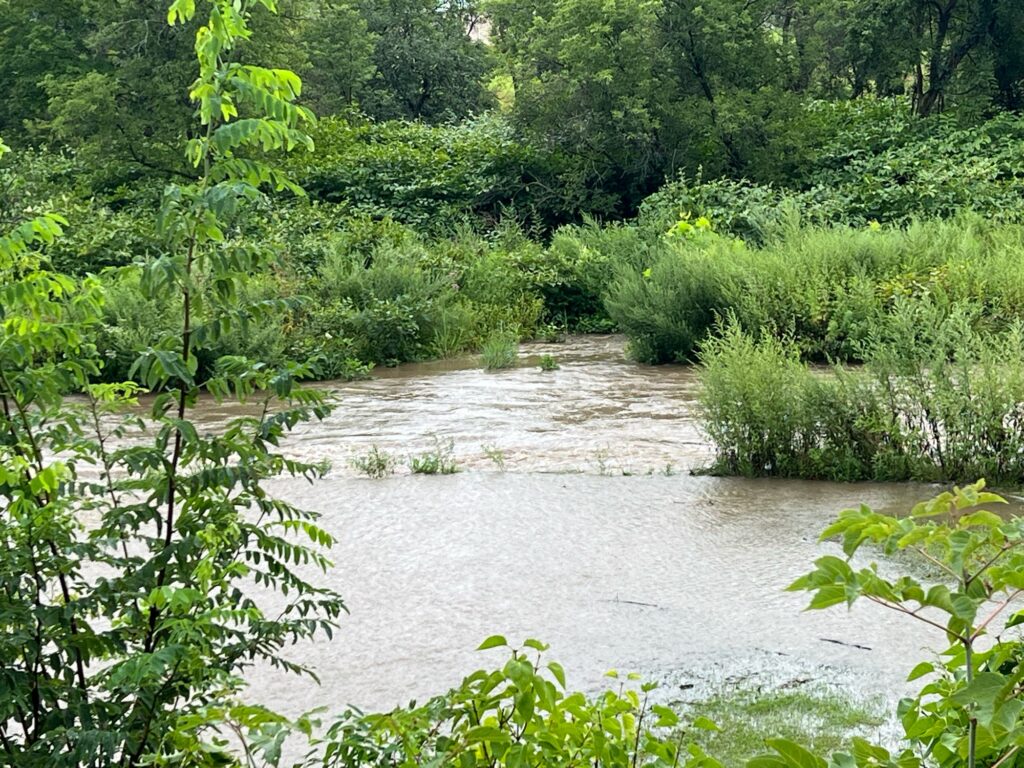 a river with trees on the side (MyCoast AI)