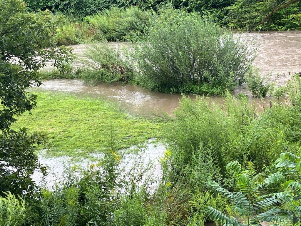a small river with trees and bushes (MyCoast AI)