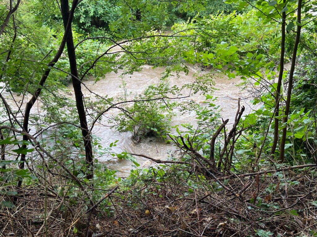 a river in a forest (MyCoast AI)
