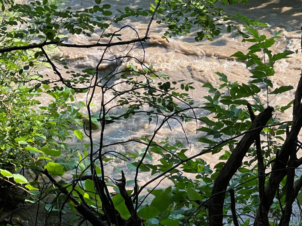 a river with trees and plants (MyCoast AI)