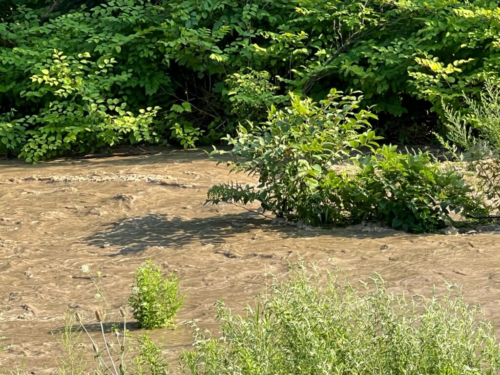 a dirt path with plants on the side (MyCoast AI)