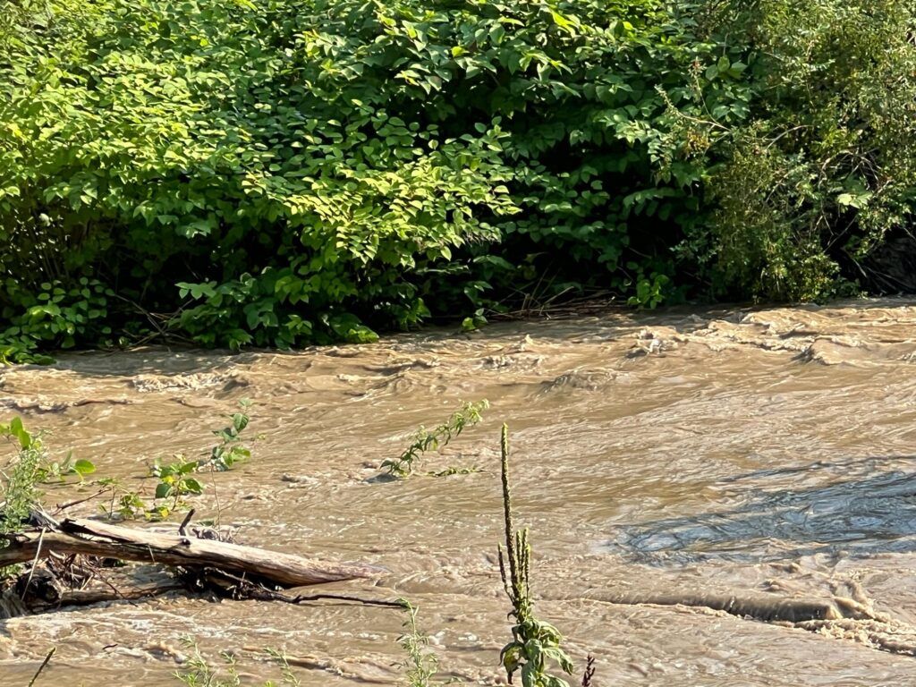 a river with trees on the side (MyCoast AI)