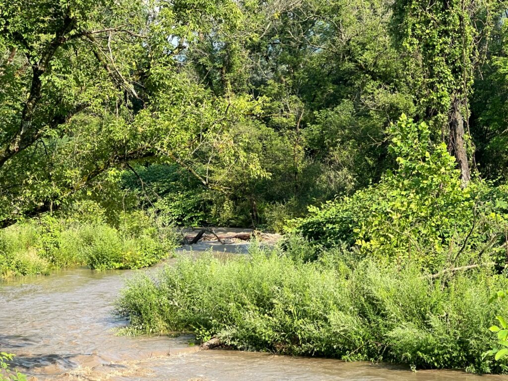 a river with trees and bushes around it (MyCoast AI)