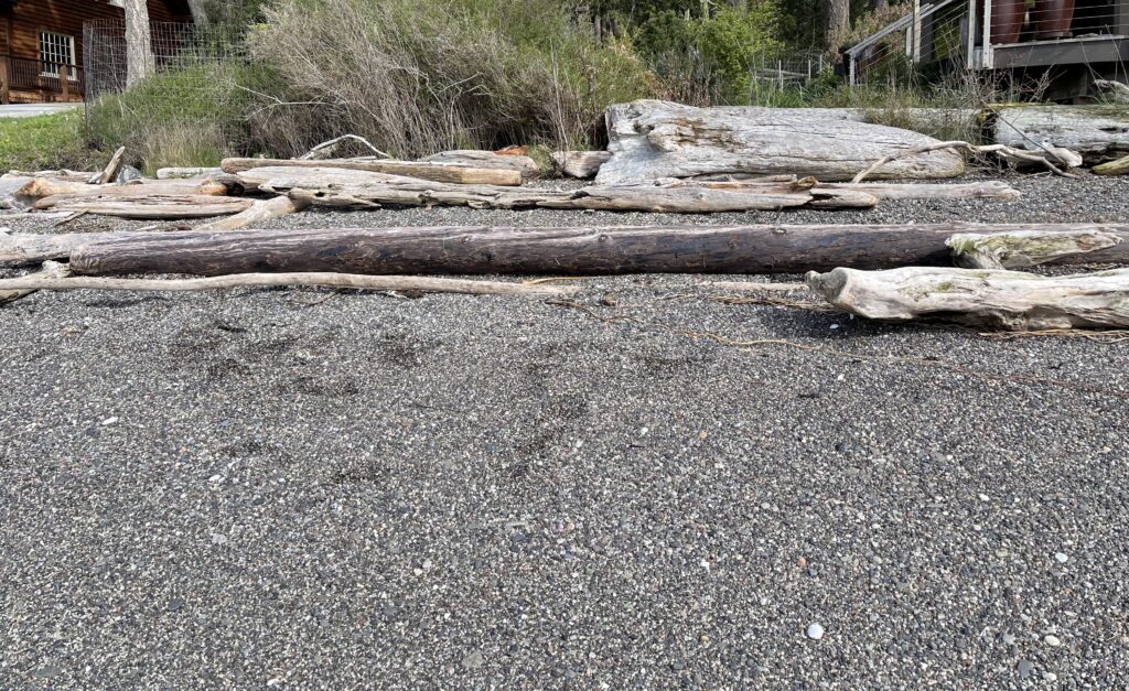 a group of logs on a gravel road (MyCoast AI)