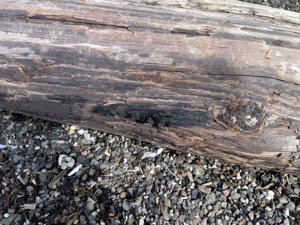 a wood plank with a hole in it (MyCoast AI)