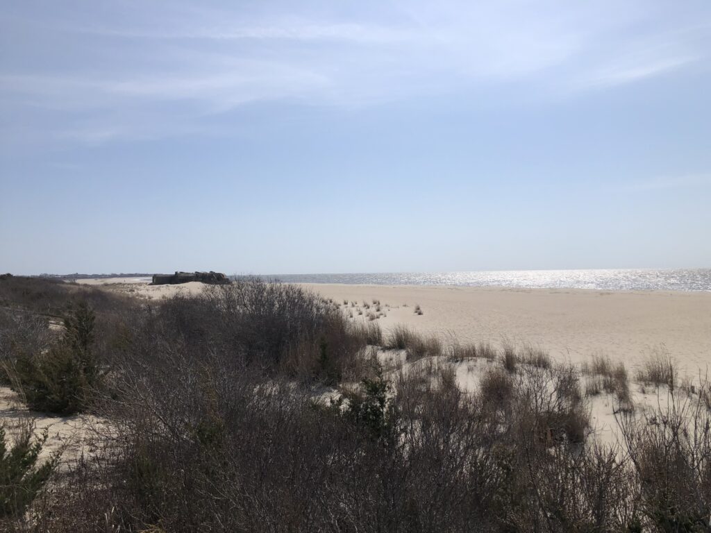 a field of dry grass (MyCoast AI)
