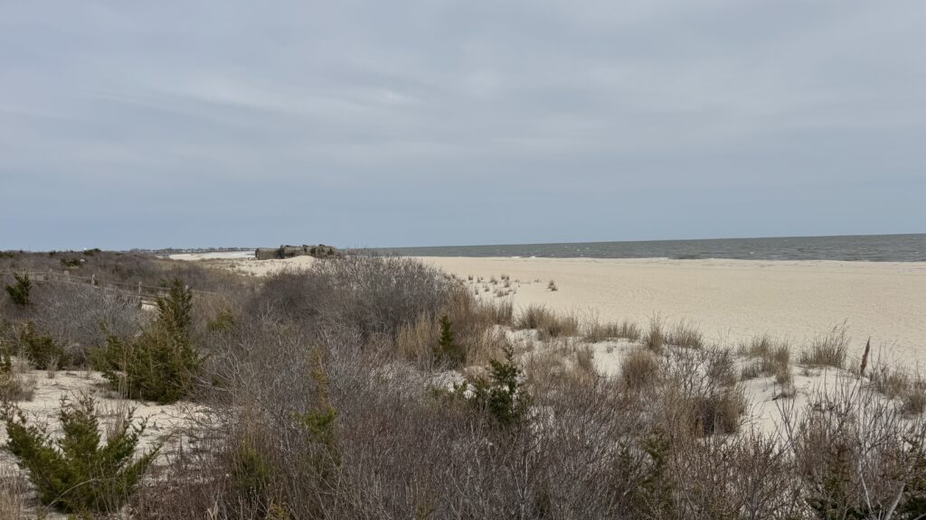 a field of dry grass (MyCoast AI)