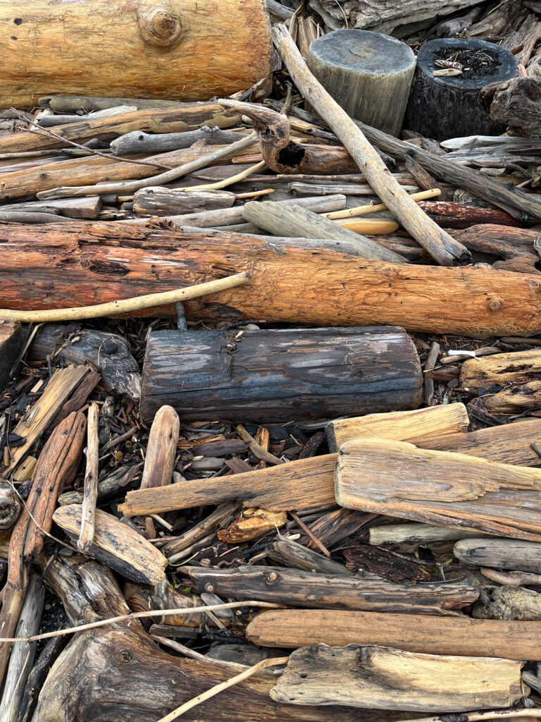 a pile of cut logs (MyCoast AI)