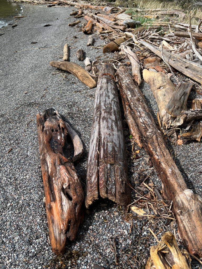 a group of logs on the ground (MyCoast AI)