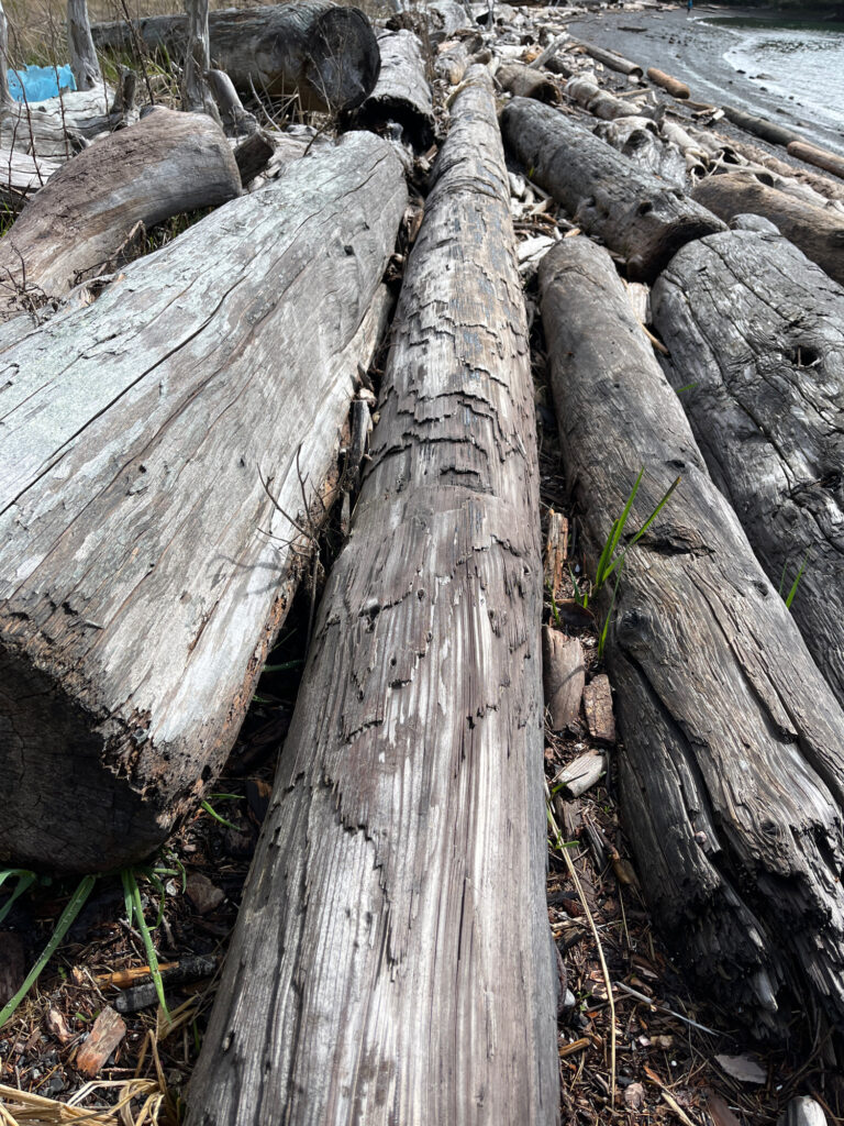 a group of logs (MyCoast AI)