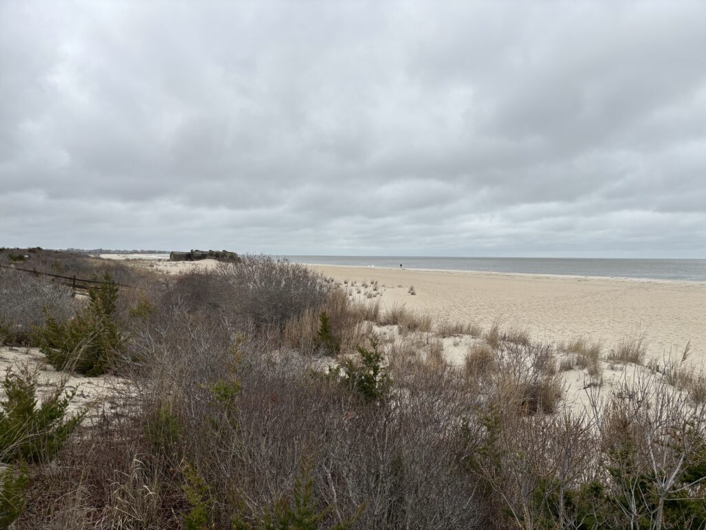 a sandy beach with bushes and grass (MyCoast AI)