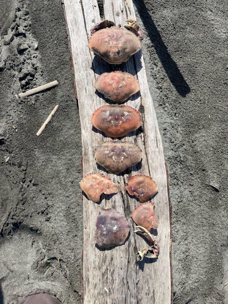 a group of mushrooms on a wood board (MyCoast AI)