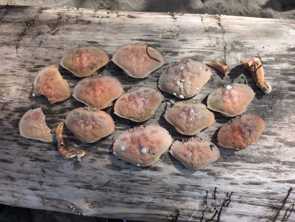 a group of brown and black mushrooms (MyCoast AI)
