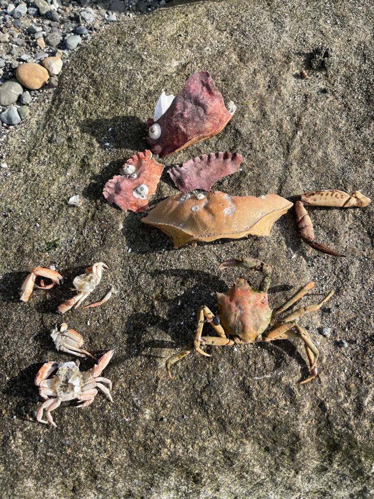 a group of crab shells on the sand (MyCoast AI)
