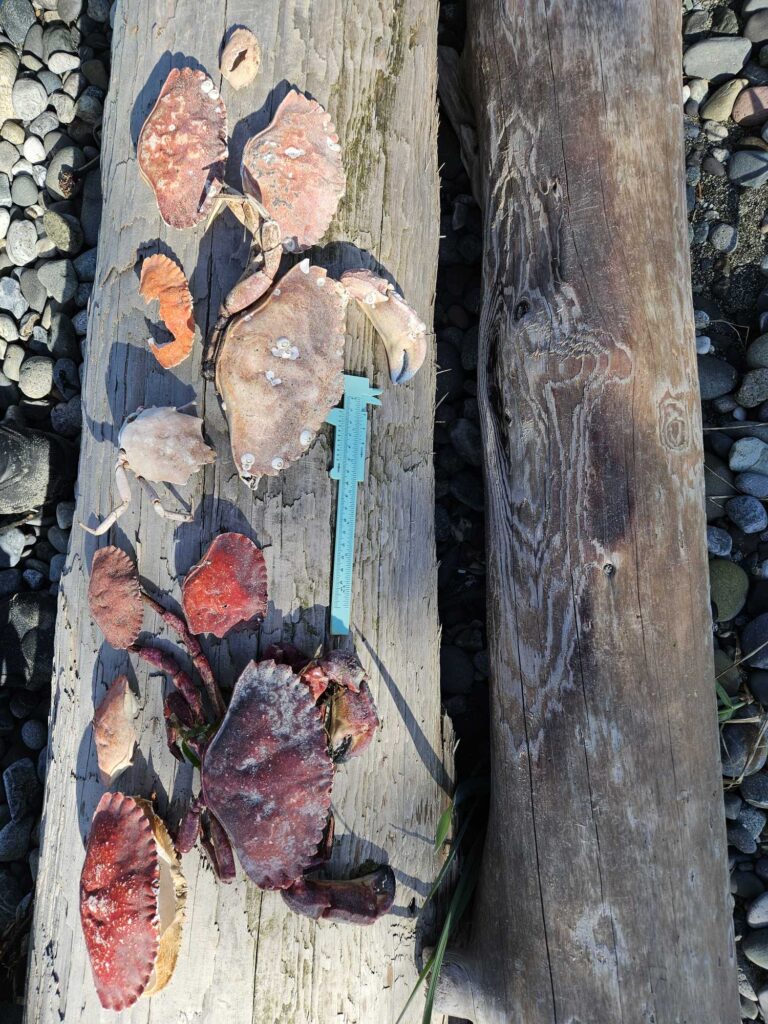 a tree trunk with many cut logs (MyCoast AI)