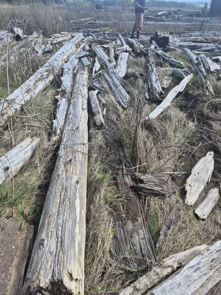 a person standing next to a pile of cut down trees (MyCoast AI)