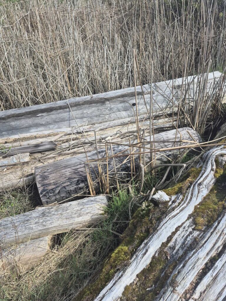 a stream with a log bridge (MyCoast AI)