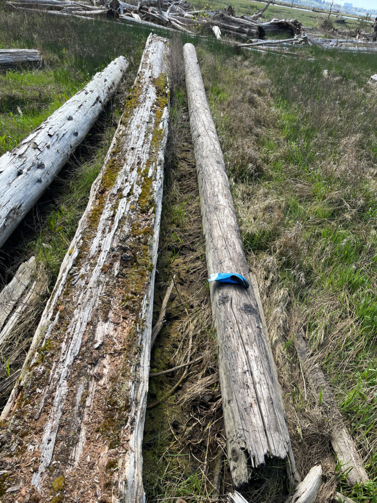 a bird on a tree stump (MyCoast AI)