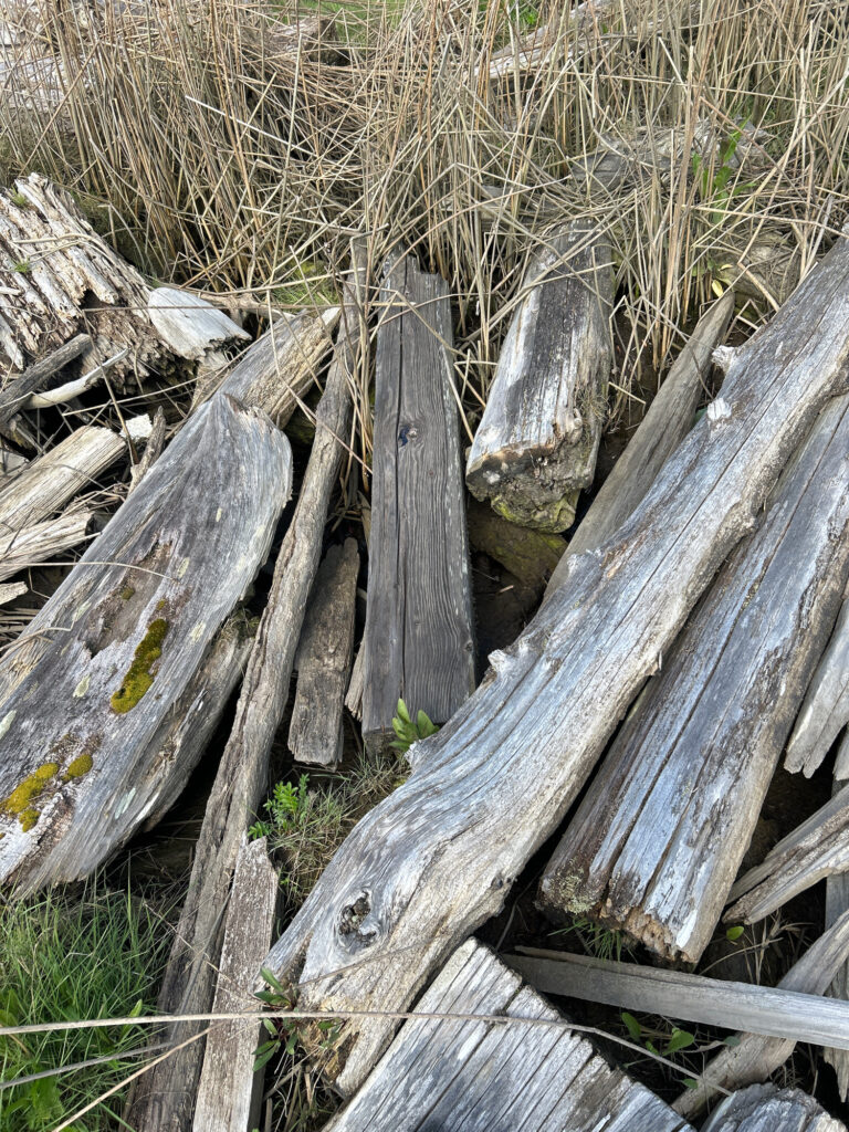 a pile of wood (MyCoast AI)
