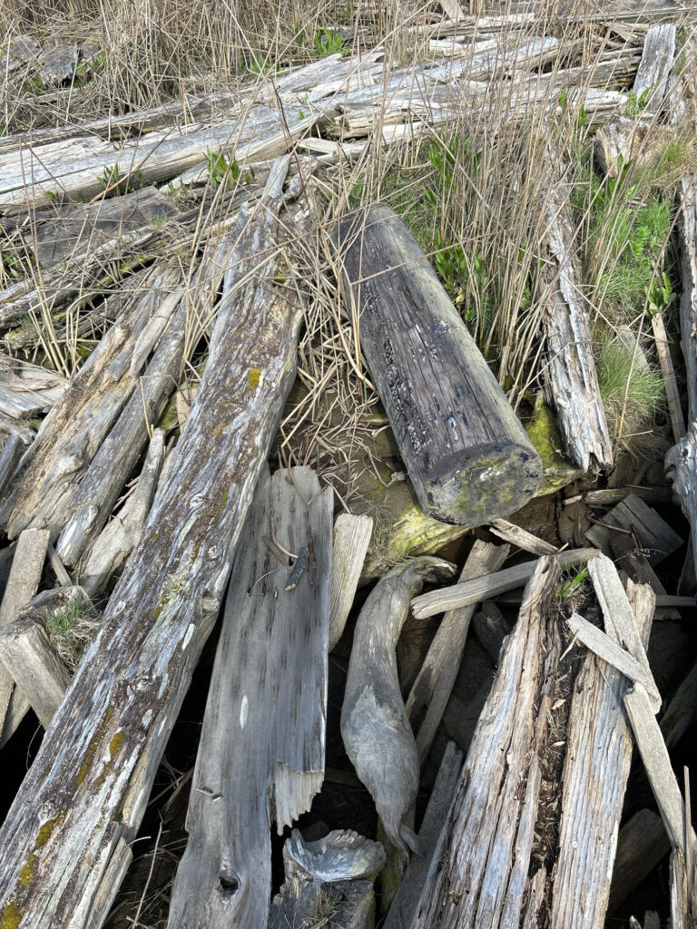 a pile of wood (MyCoast AI)