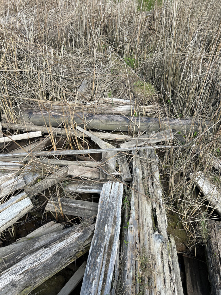 a pile of wood (MyCoast AI)