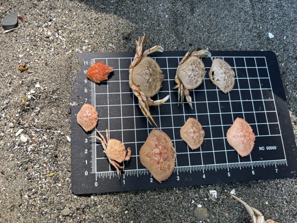a group of chickens on a grill (MyCoast AI)