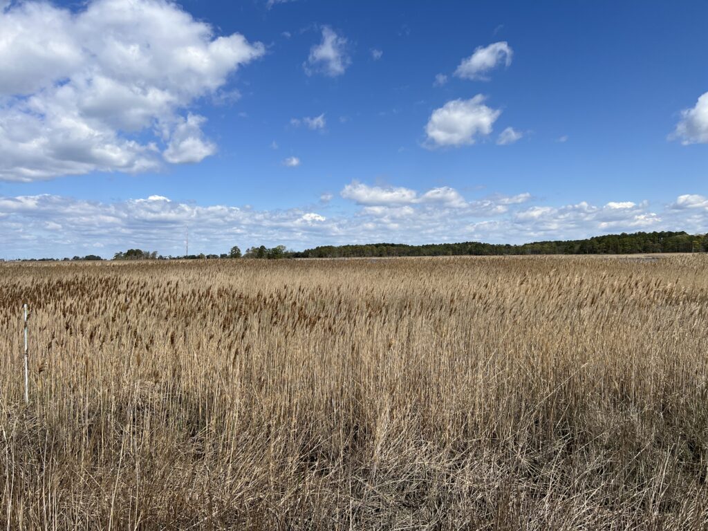 a field of brown grass with blue sky and clouds (MyCoast AI)