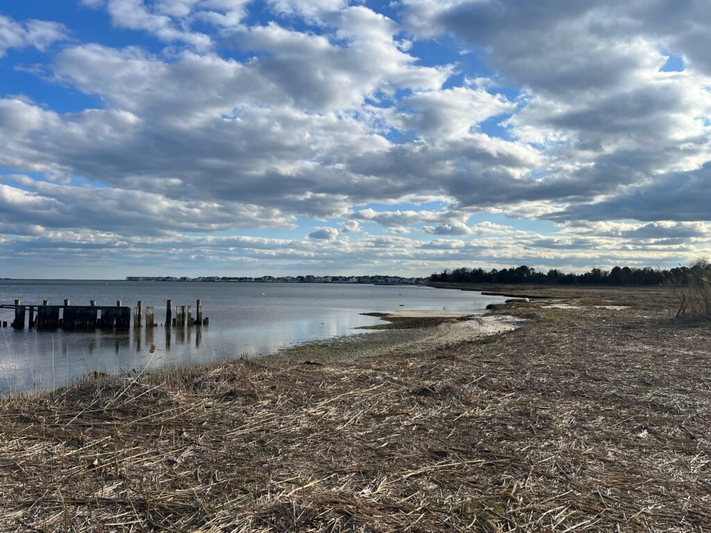 a beach with a body of water and trees in the background (MyCoast AI)