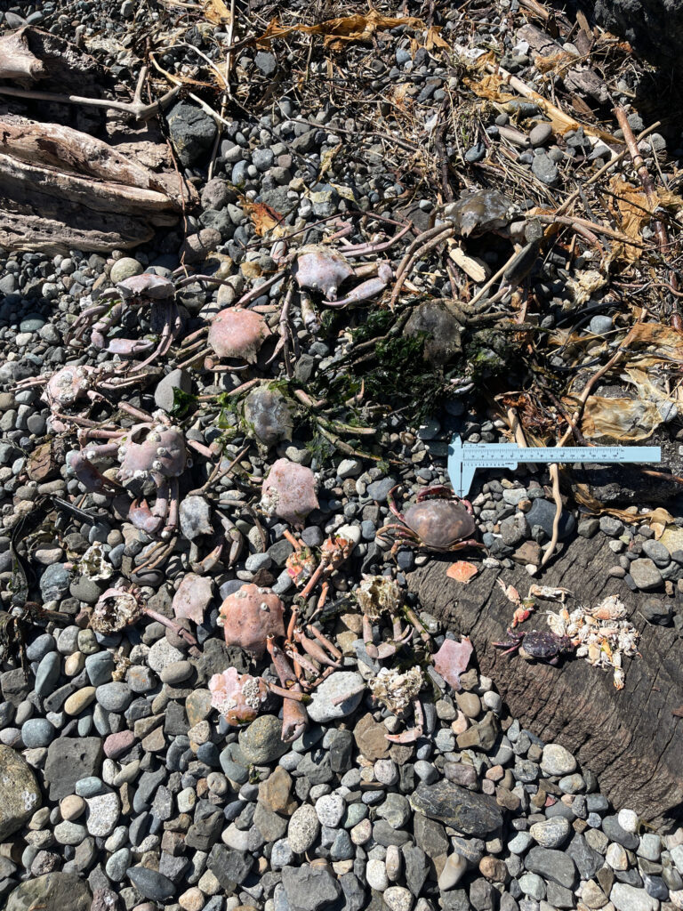 a pile of rocks (MyCoast AI)