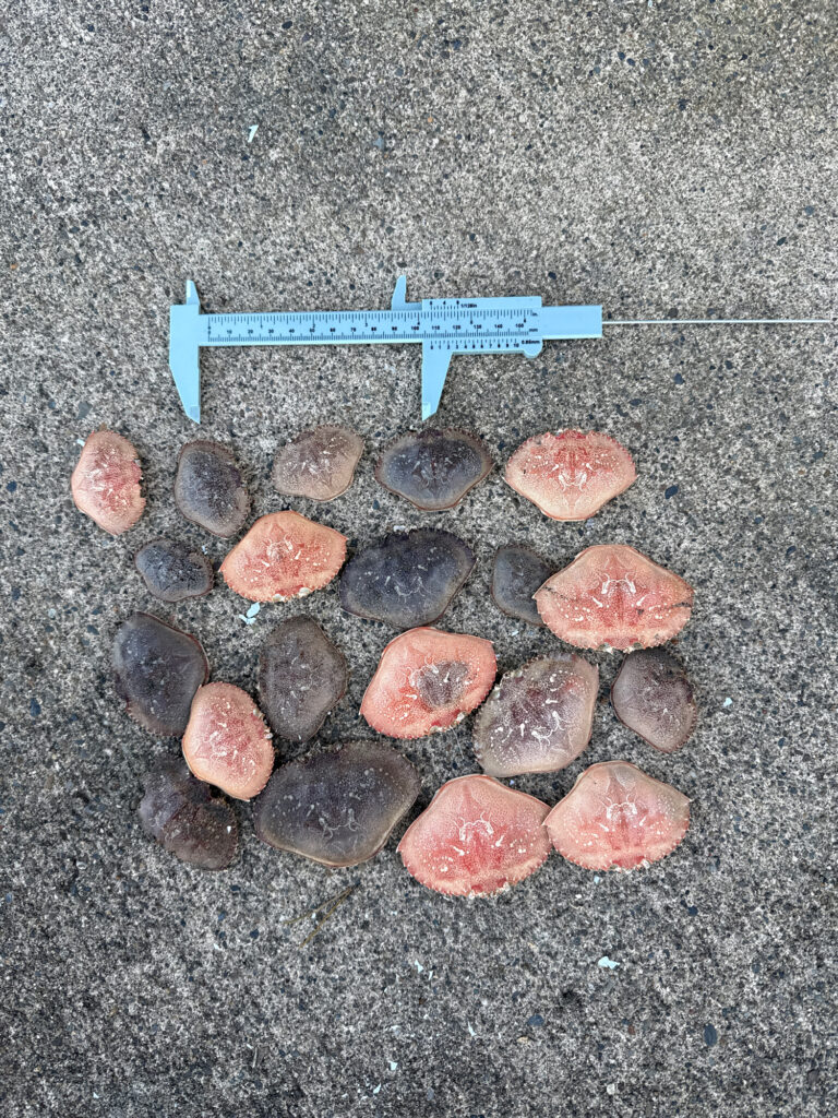 a group of rocks (MyCoast AI)