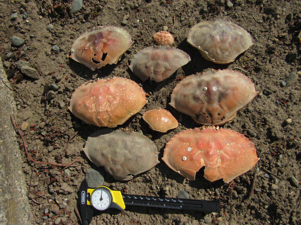 a group of mushrooms (MyCoast AI)
