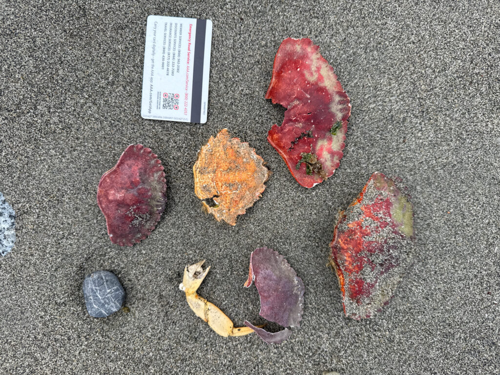 a group of different colored rocks (MyCoast AI)